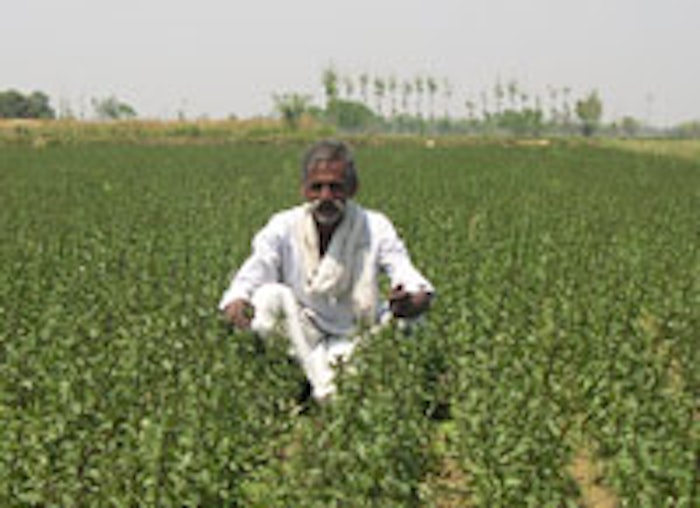 Mint farmer in India.