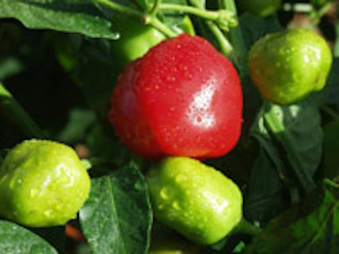 Peppadew fruit