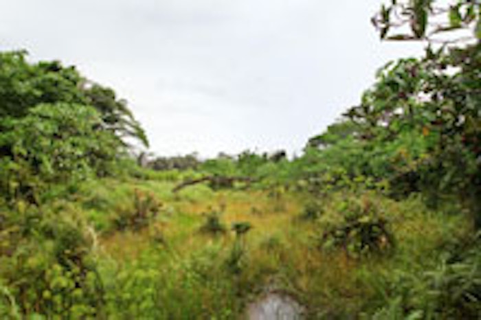 Symrise-Biodiversity_MAIN