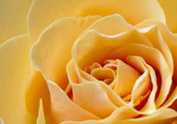 Fotolia_65816853_Flower