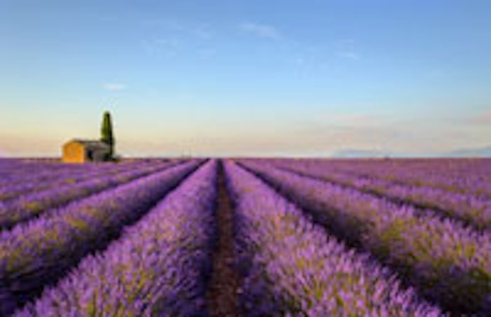 Fotolia_MAIN_Lavender1