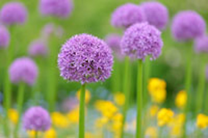 Fotolia_Flower_MAIN