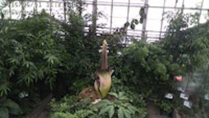 Smelly-plant__MAIN