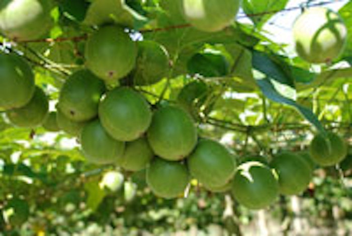 monkfruit_pf_i_8615