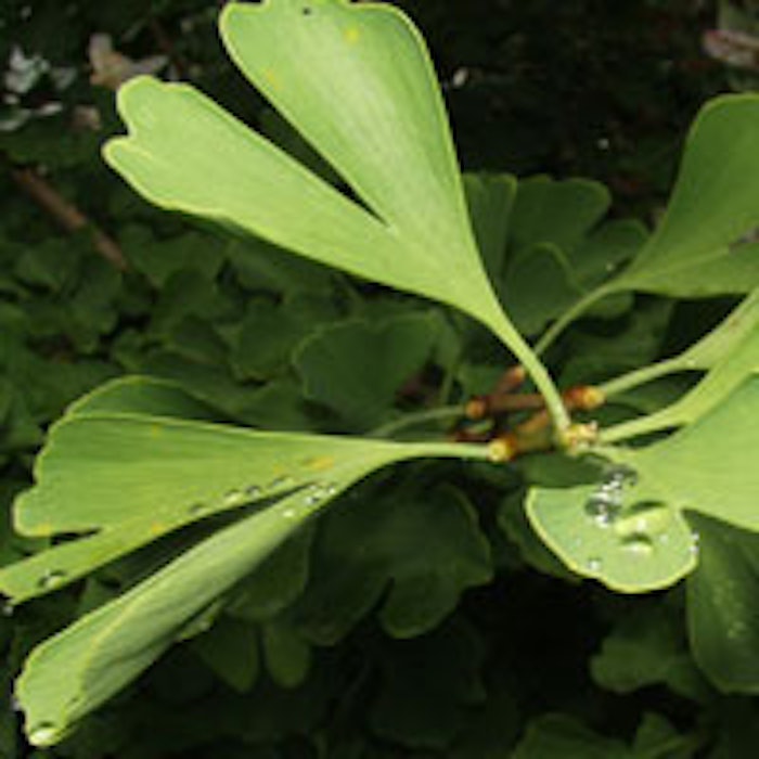 ginkgo_200