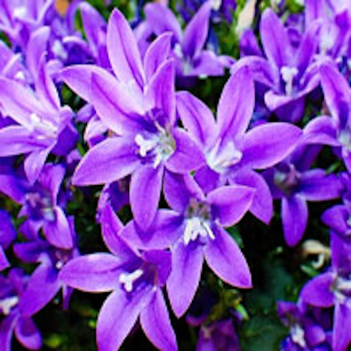 mainimageviolet1