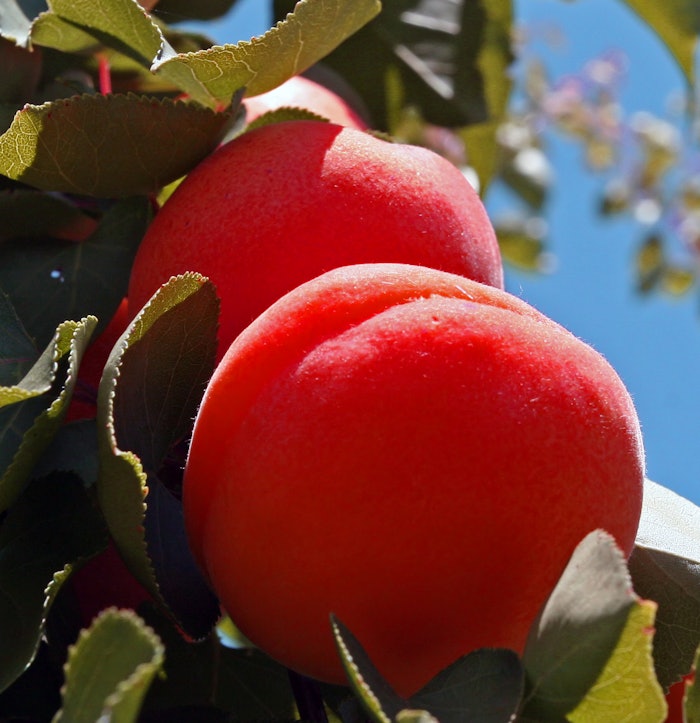 Peaches hang on a stem