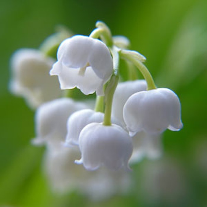 Lily-of-Valley-300