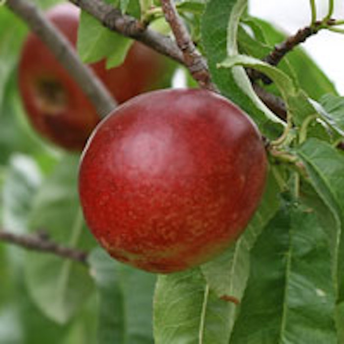 Nectarine-red-200