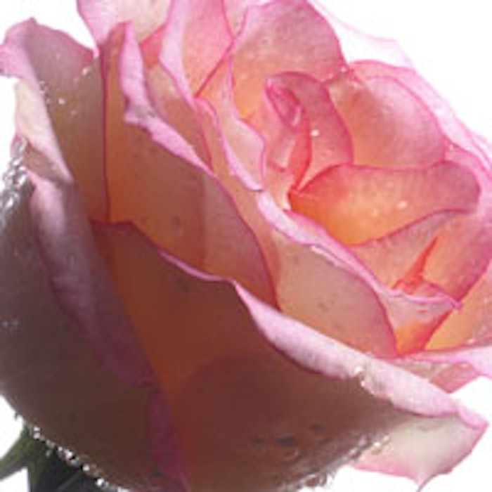 Pink-rose-200