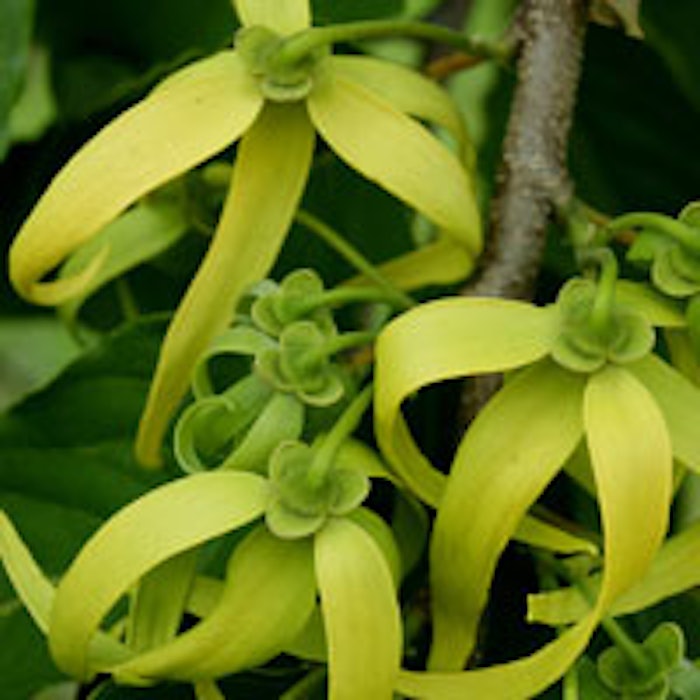 Ylang-ylang-flower-200