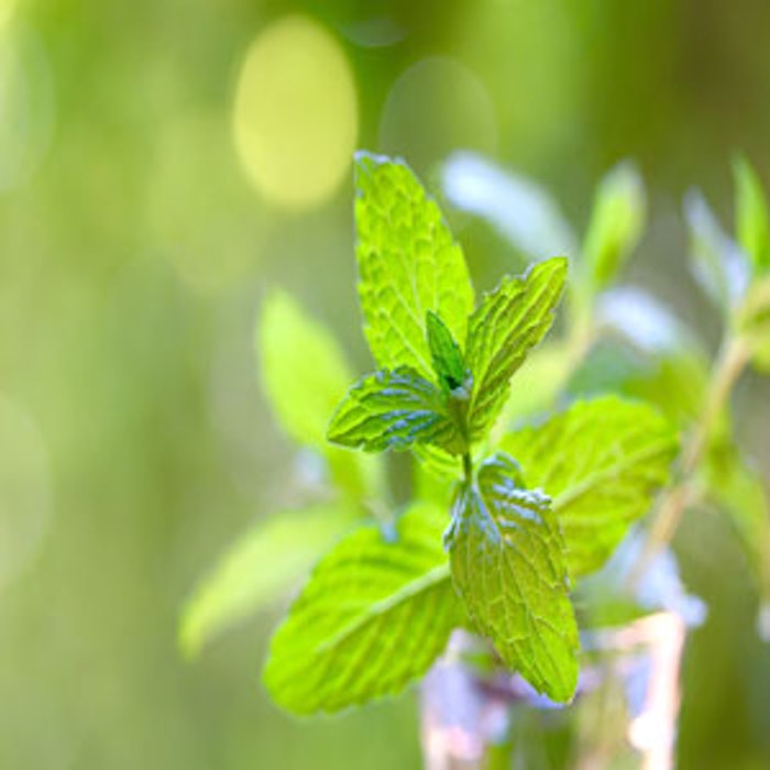 dreamstime_l_59105294