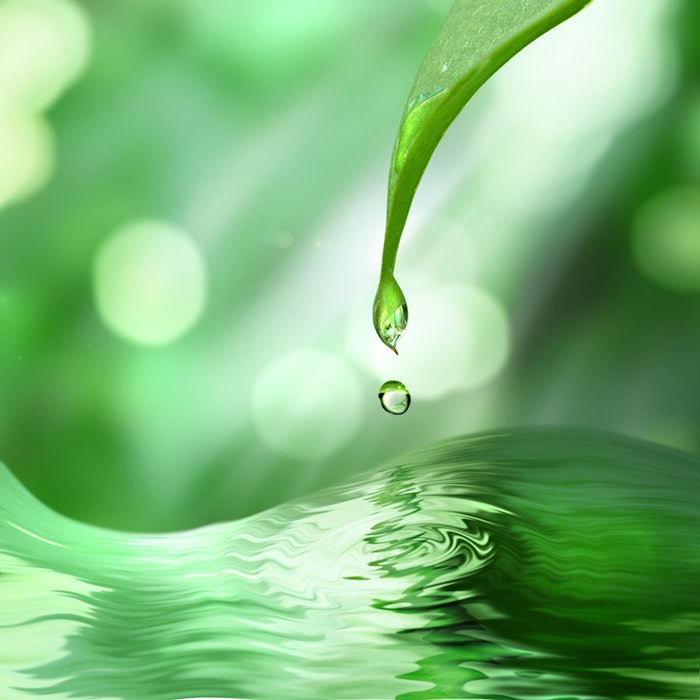 green leaf with drop of water on green sunny background