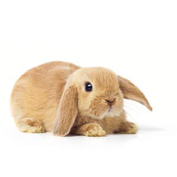 300_onebrown_bunny_1