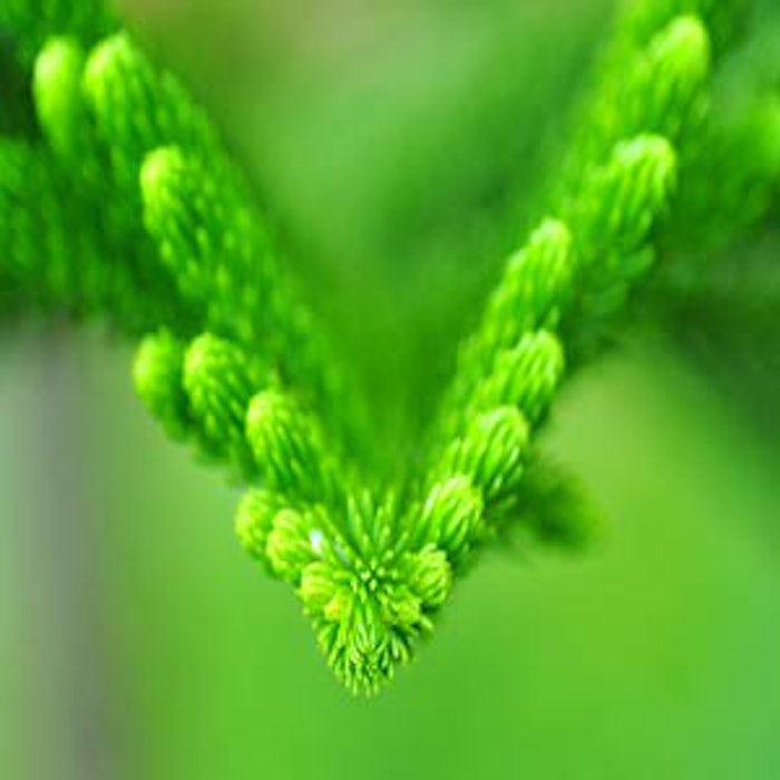pine1