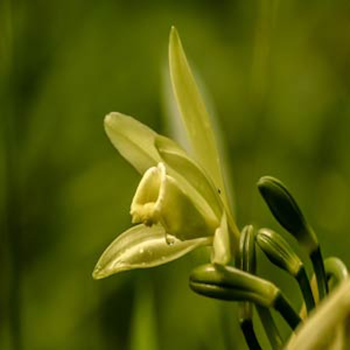 vanilla1