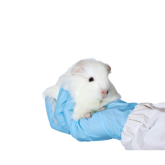 850_guineapigtest_p1