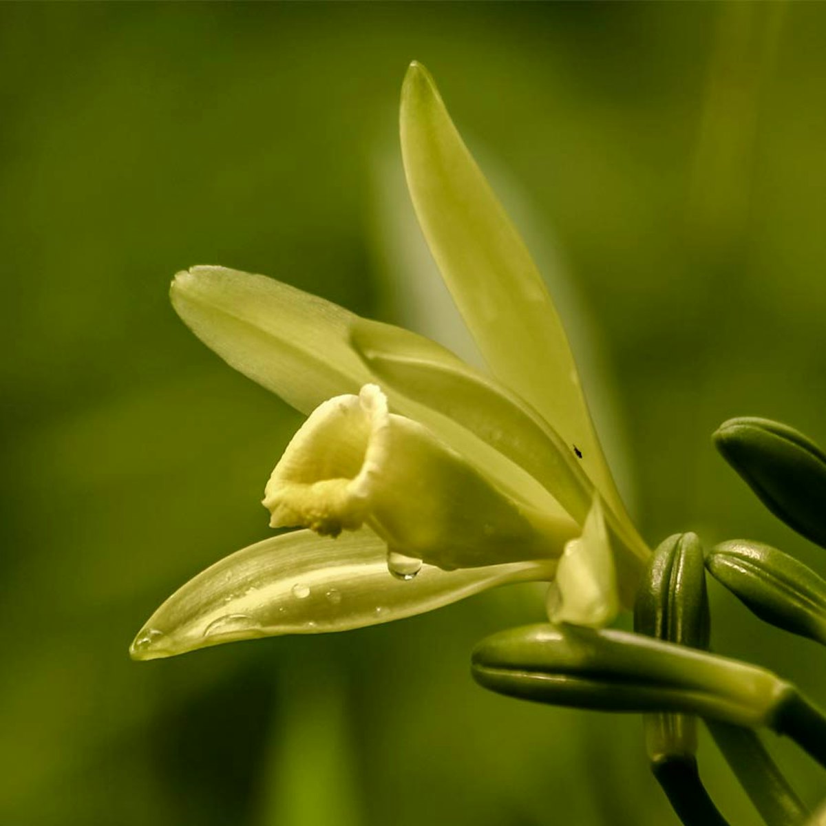 Vanilla orchid good chemistry deals