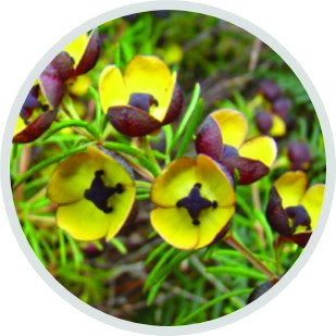 PF1604_RMB_EOT_BoroniaMeg