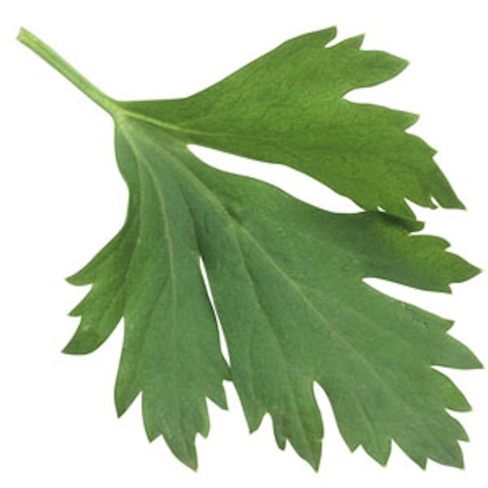 Parsley-leaf-300
