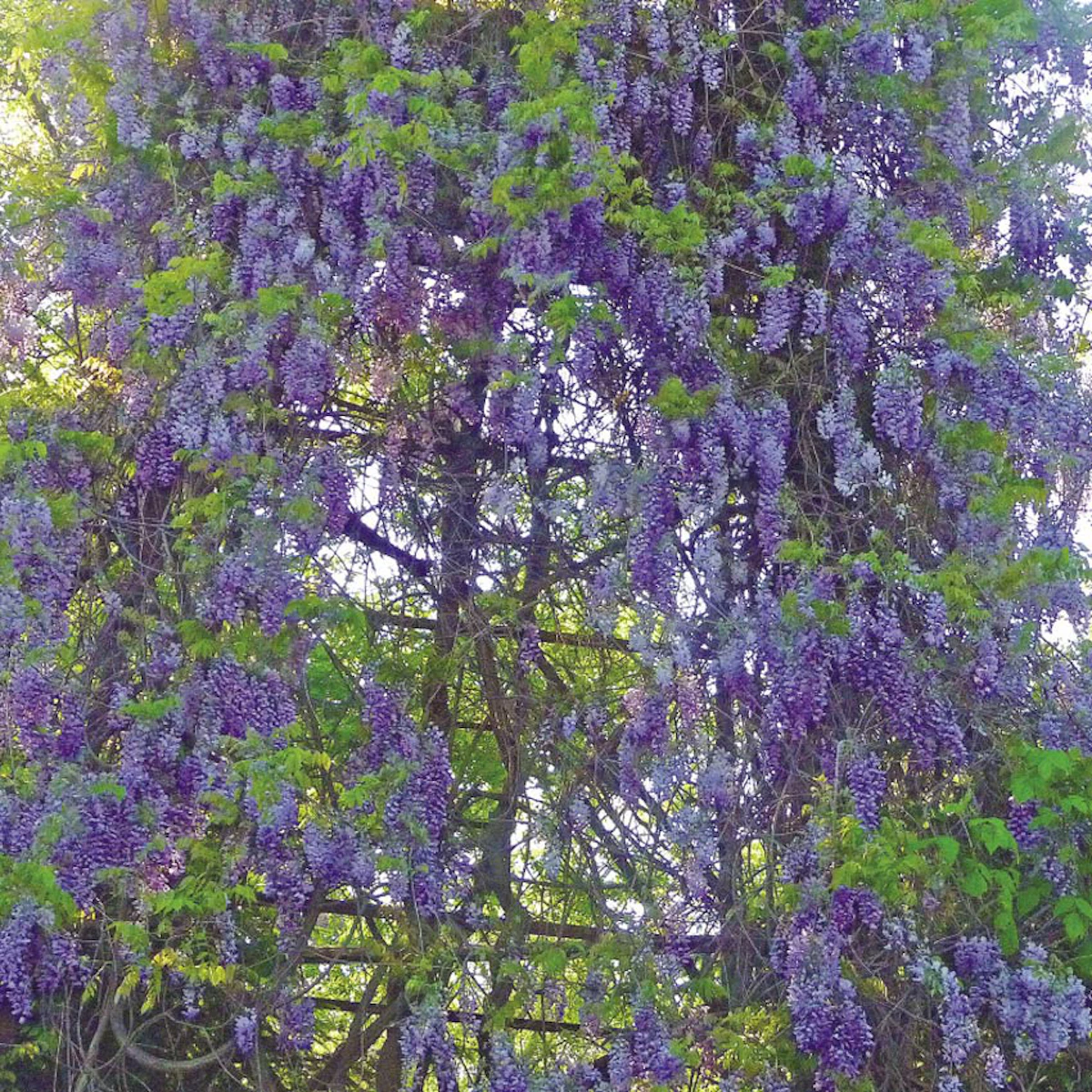 Demystifying Wisteria sinensis | Perfumer & Flavorist