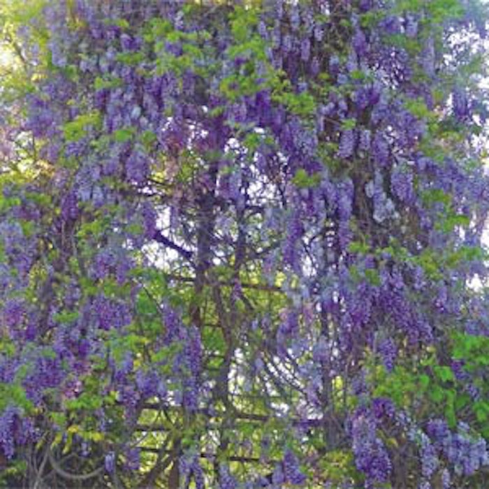 wisteria2