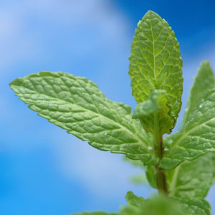 Fresh-mint-300