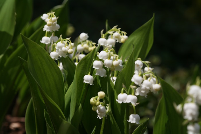 Lily of the valley