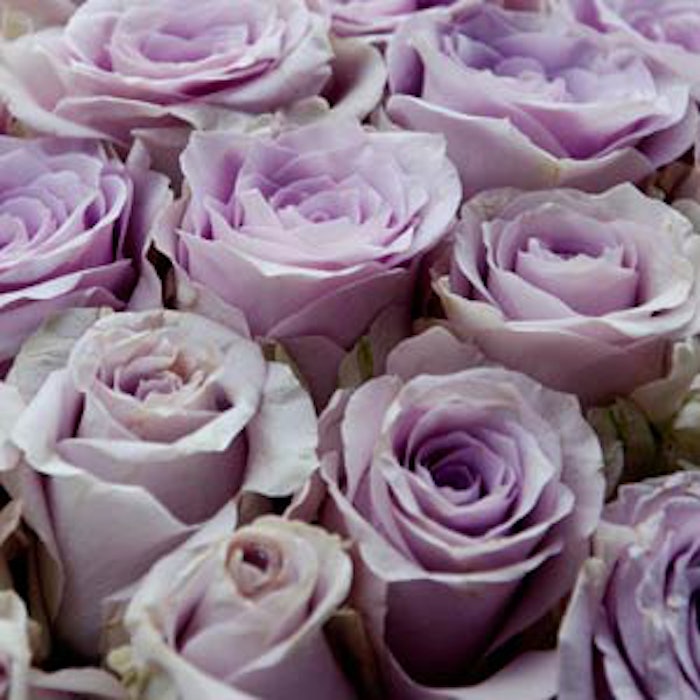 roses2