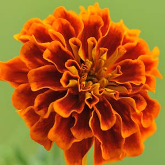 marigold2