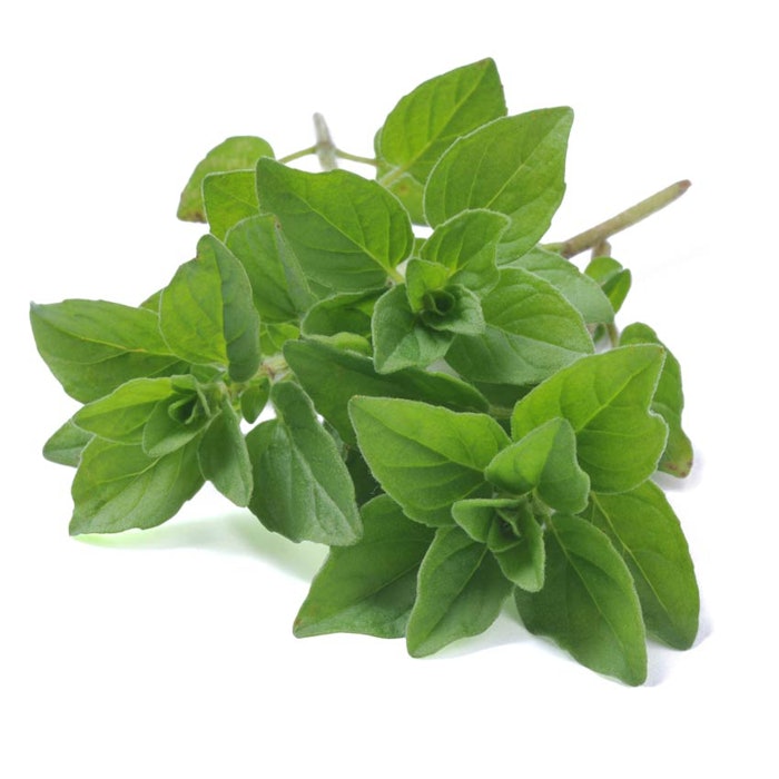 oregano3
