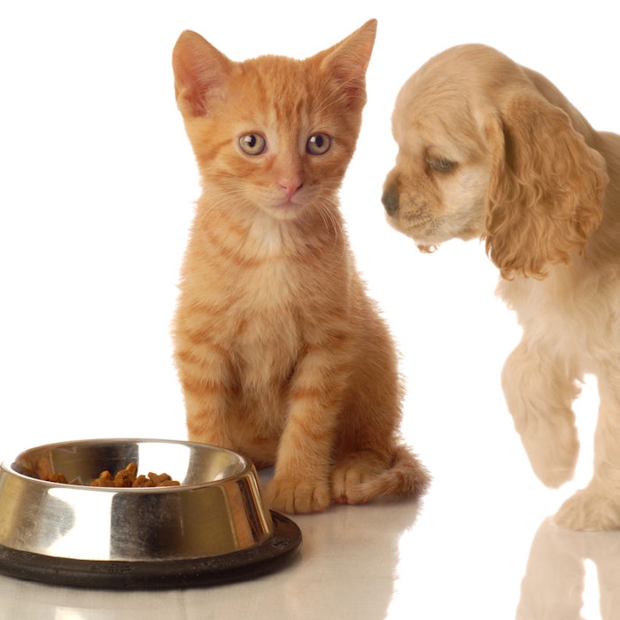 cat-dog-food850