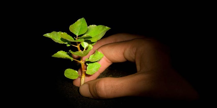leaf