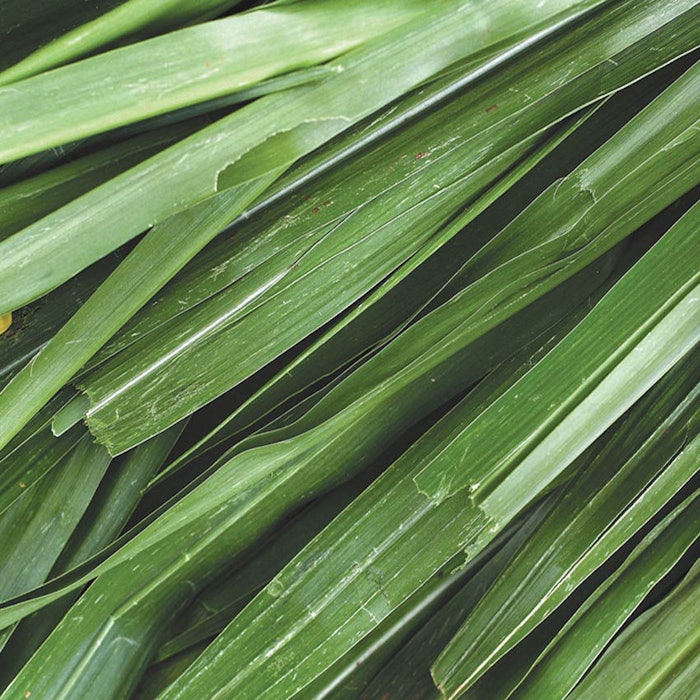 vetiver3