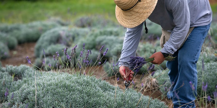 Si perfume cheap farmers