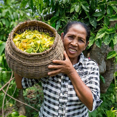 A ylang-ylang farmer
