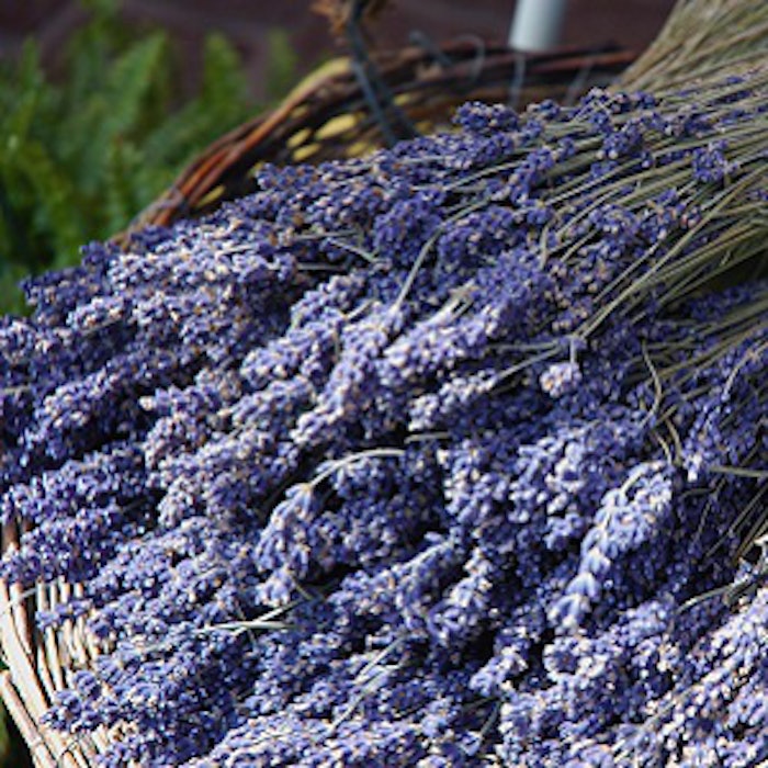 pf_lavendar_2817