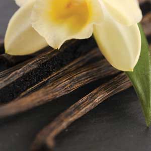 vanillaflowerbedoukianpf1703_300