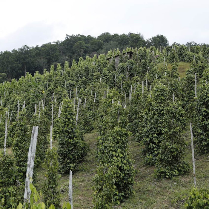 blackpepper