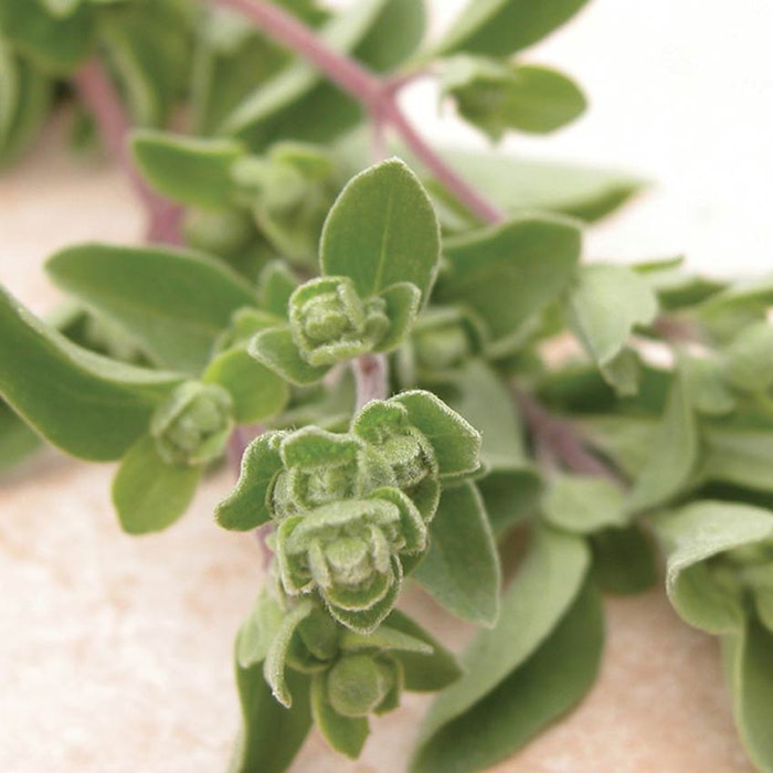 marjoram