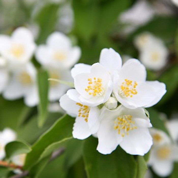 pf_china_thumb_32817