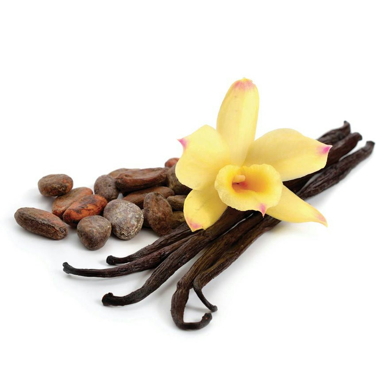 Extracting the Essence: Comparing Vanilla and Cocoa Processes