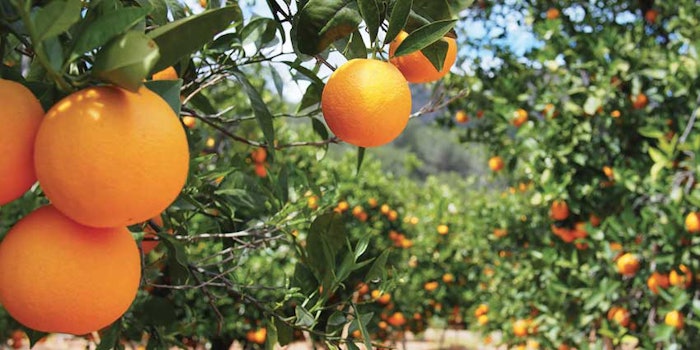 oranges_leaderboardRobertet_425