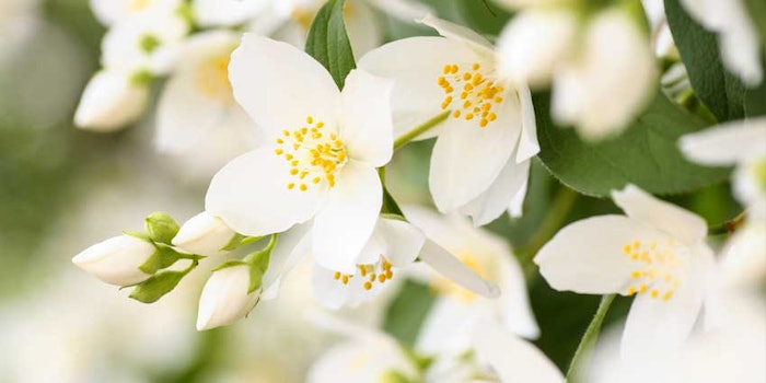 jasmineRMBNatAdvindole_425