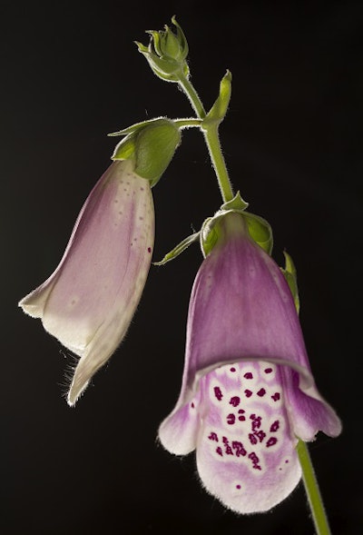 A flower
