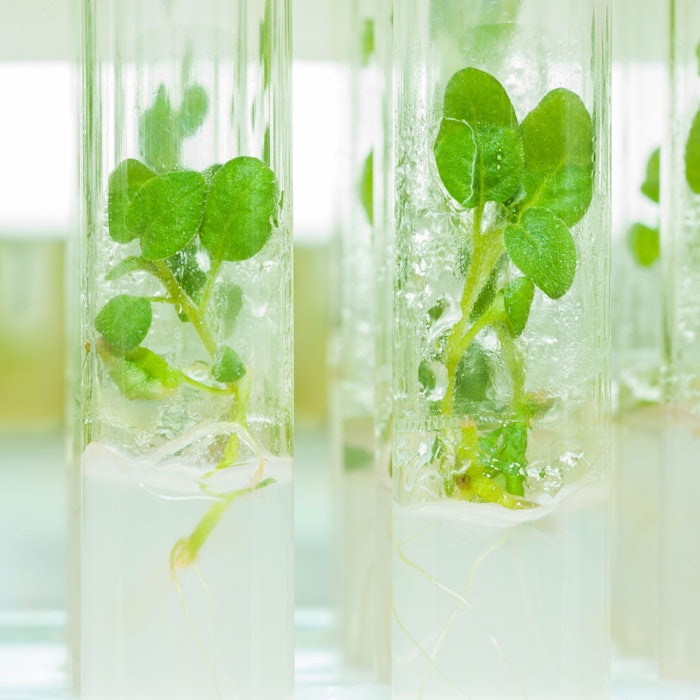 TestTubePlants850