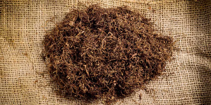 what is tobacco extract Extraction of Nicotine from Leaves and Development of Fast Dissolving Nicotine Film DIY Natuarlly Extracted Tobacco Tutorial