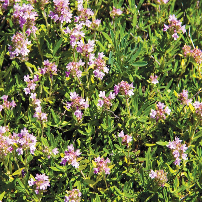 thyme