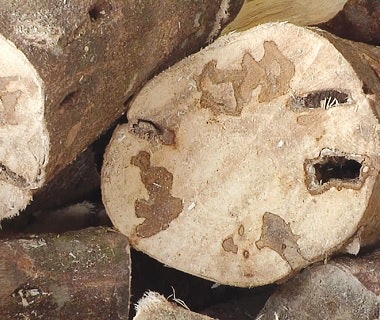 Agarwood harvesting