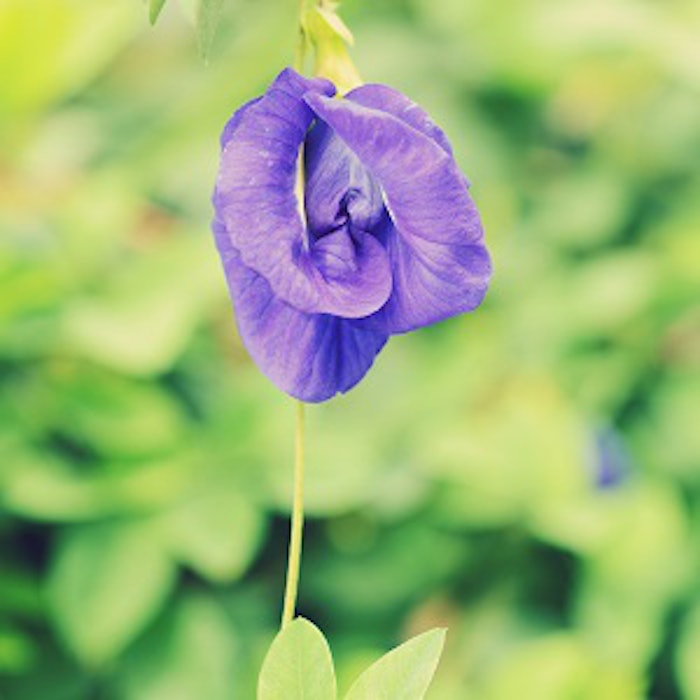 Sweet pea deals blossom perfume
